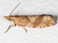 Epinotia solandriana